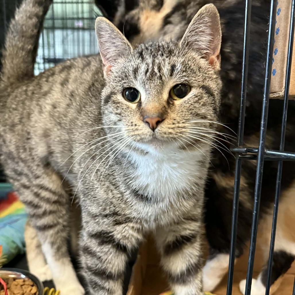 Enlarge Andrea, a Adoptable mixed breed in South Haven, MI image 3/4