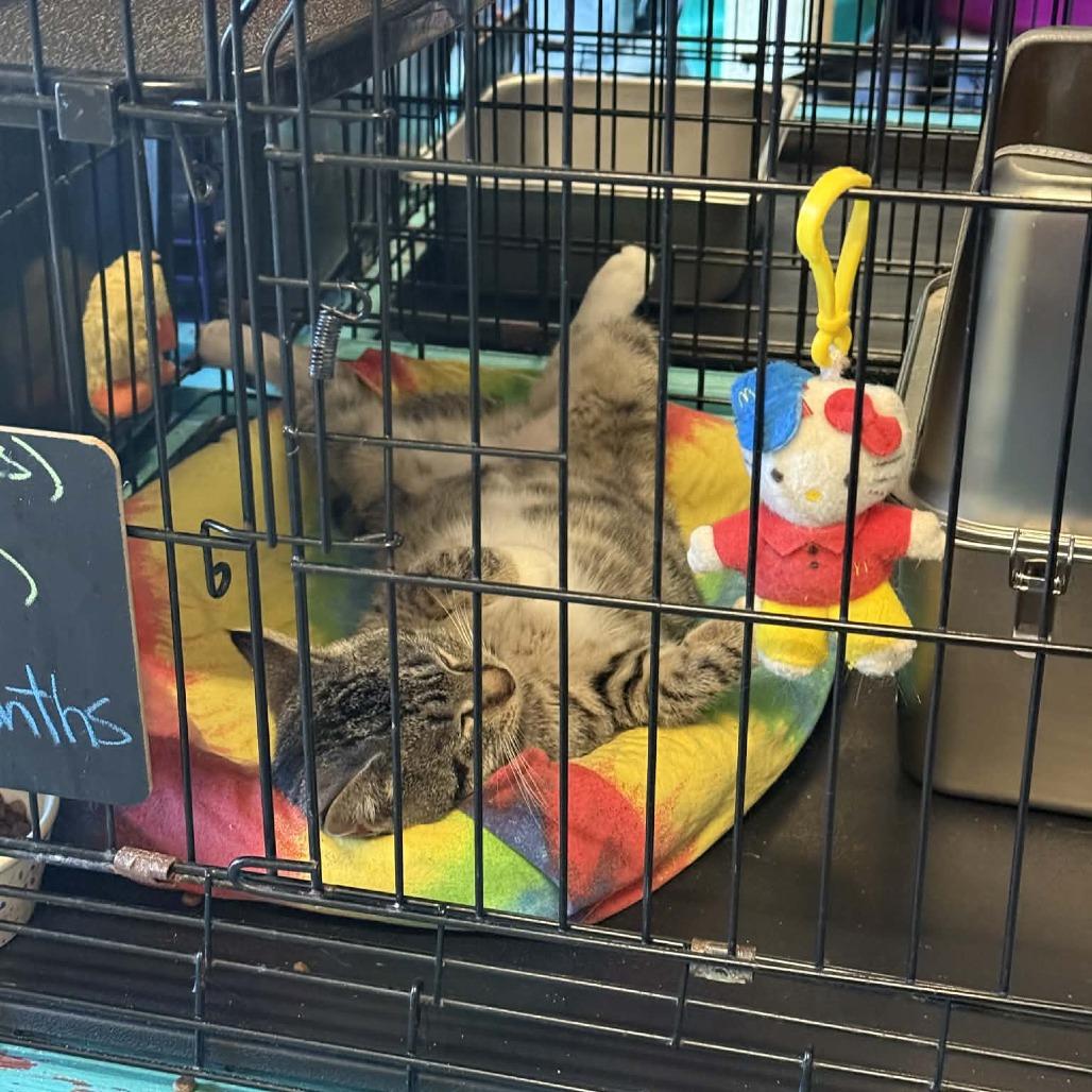 Enlarge Andrea, a Adoptable mixed breed in South Haven, MI image 4/4