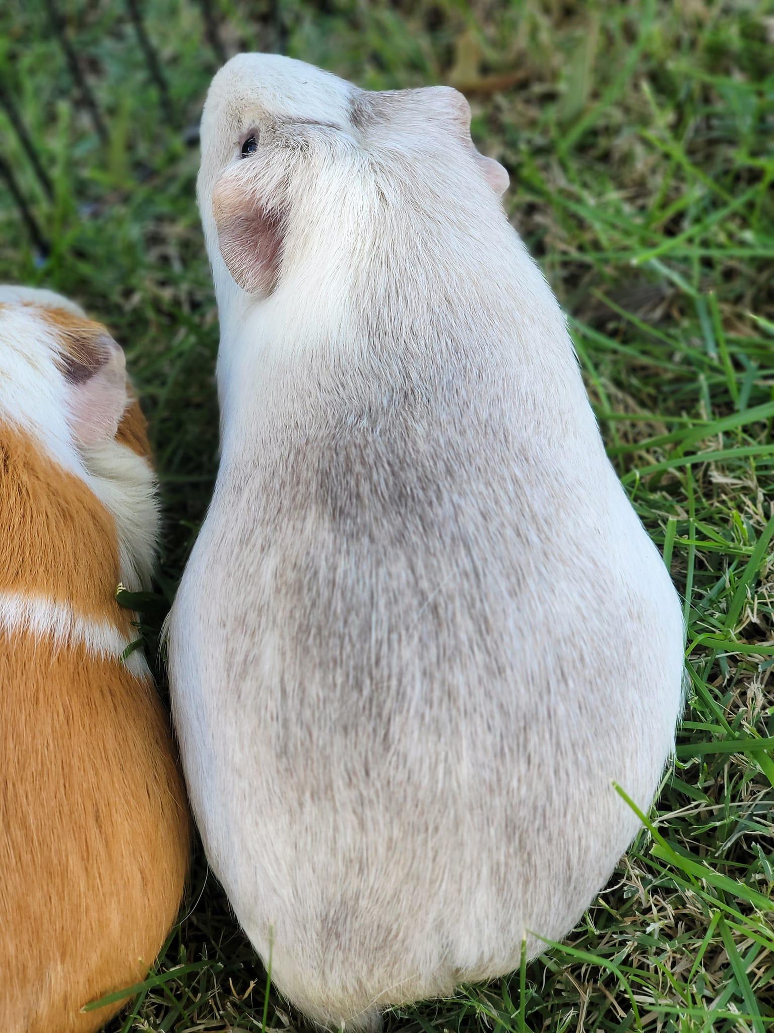 Gemma & Crystal, Adopted, Adult Female Guinea Pig.