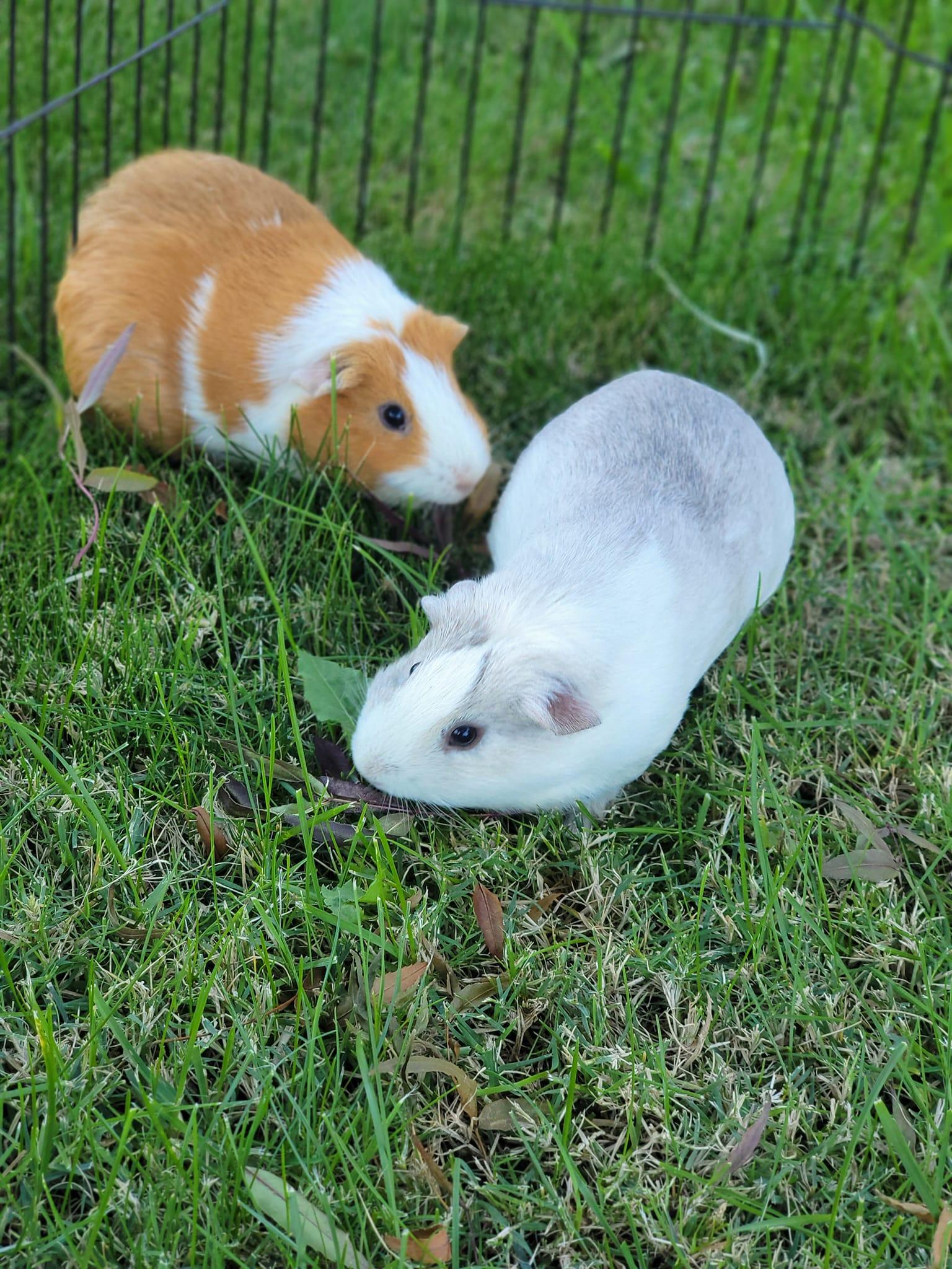 Enlarge Gemma & Crystal, a Adopted Guinea Pig in Oakley, CA image 3/3