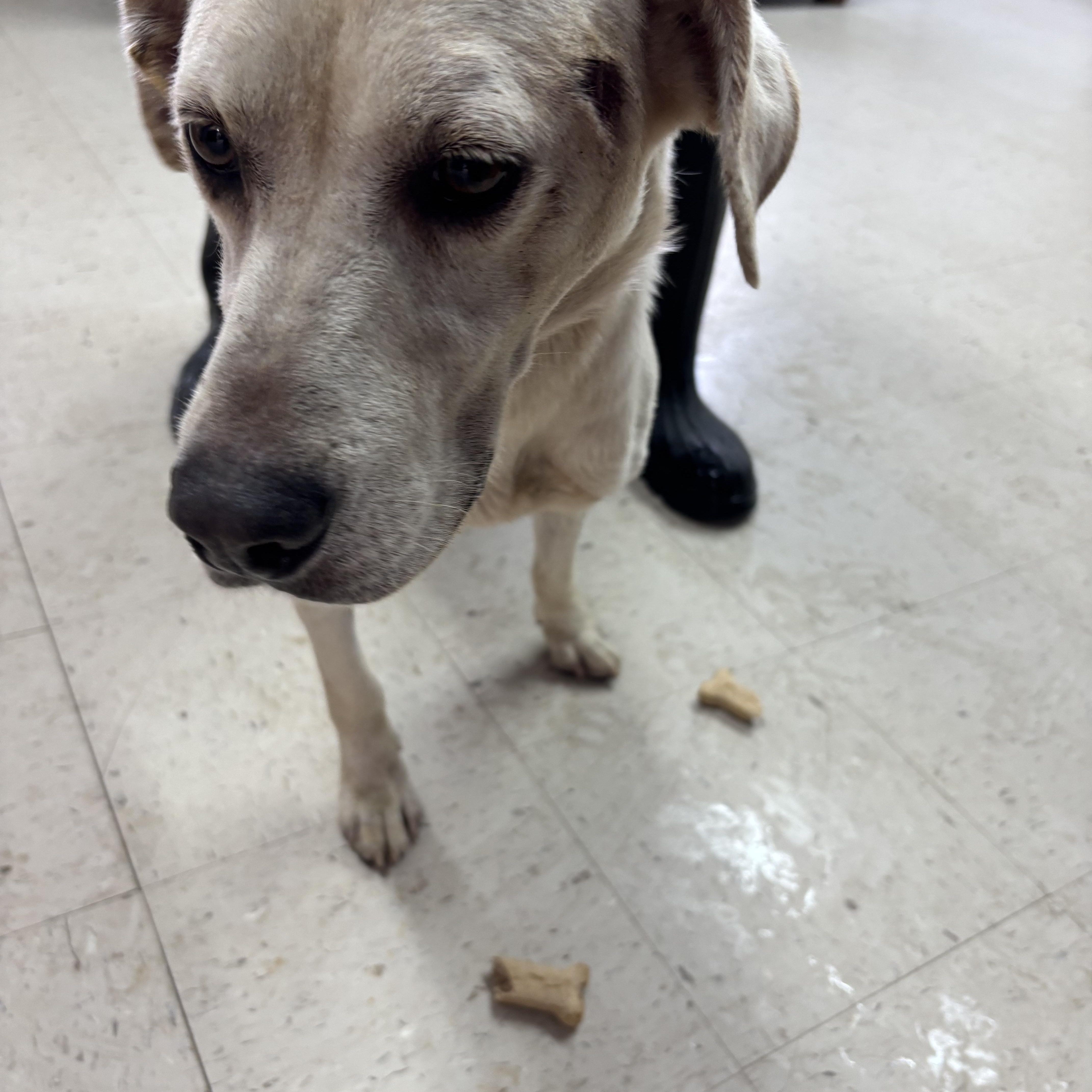 Enlarge Peanut, a Adoptable mixed breed in Sylvania, GA image 2/2