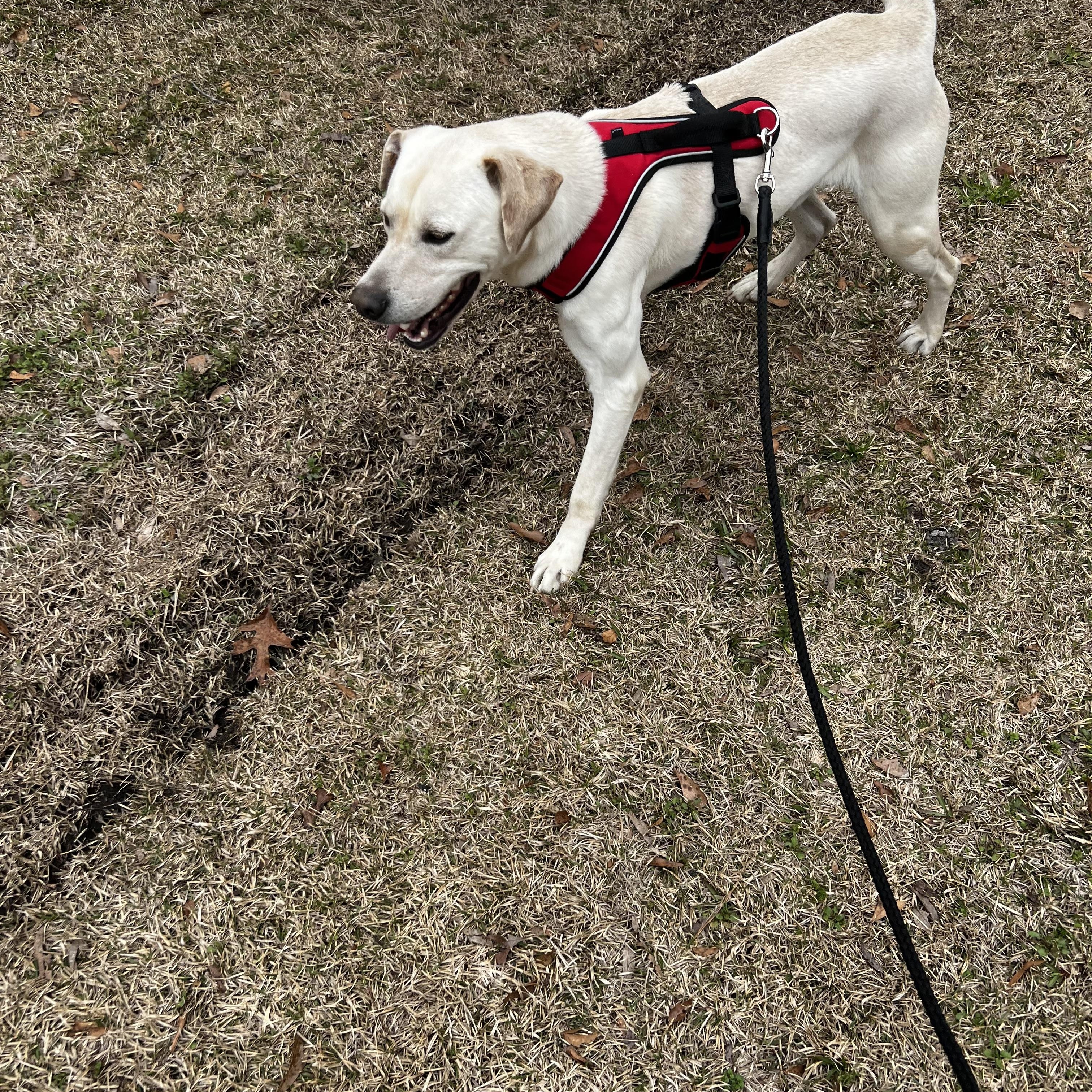 Peanut, Adoptable, Adult Male Yellow Labrador Retriever.