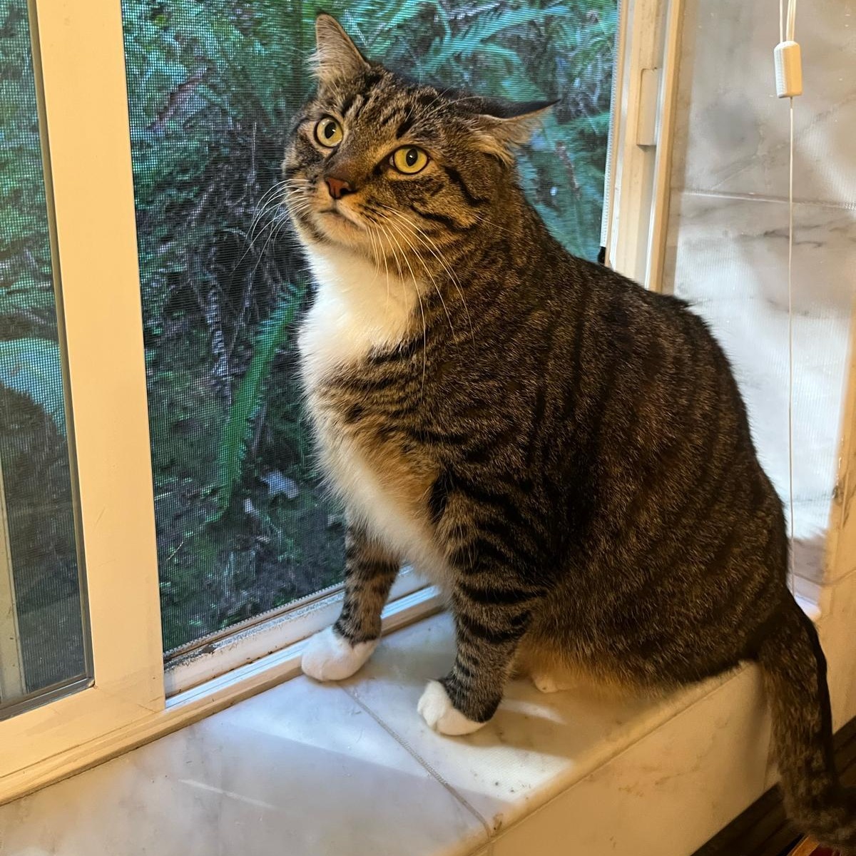Mr. Fluffy Ball Franklin (Franky), Adoptable, Adult Male Domestic Medium Hair.