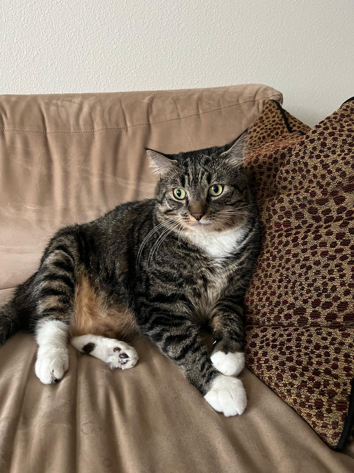 Enlarge Mr. Fluffy Ball Franklin (Franky), a Adoptable Domestic Medium Hair in Ridgefield, WA image 3/6