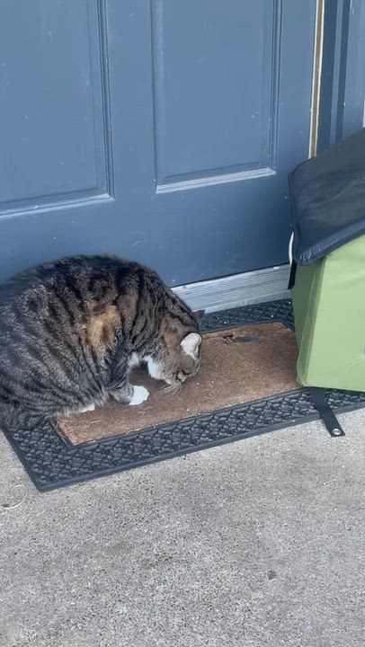 Enlarge Mr. Fluffy Ball Franklin (Franky), a Adoptable Domestic Medium Hair in Ridgefield, WA video 4/6
