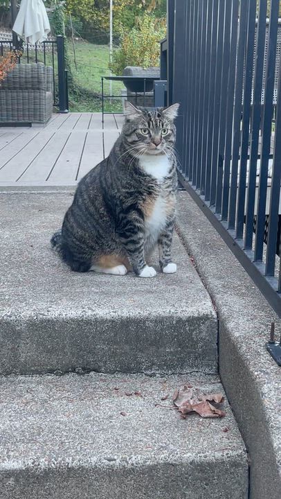 Enlarge Mr. Fluffy Ball Franklin (Franky), a Adoptable Domestic Medium Hair in Ridgefield, WA video 5/6
