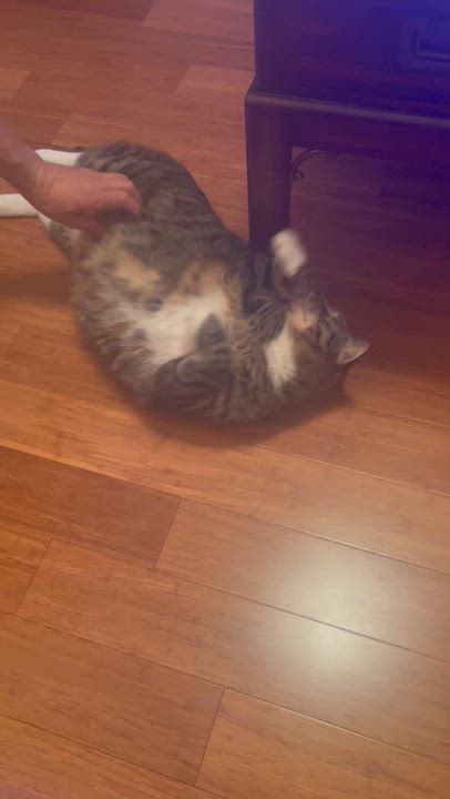 Enlarge Mr. Fluffy Ball Franklin (Franky), a Adoptable Domestic Medium Hair in Ridgefield, WA video 6/6