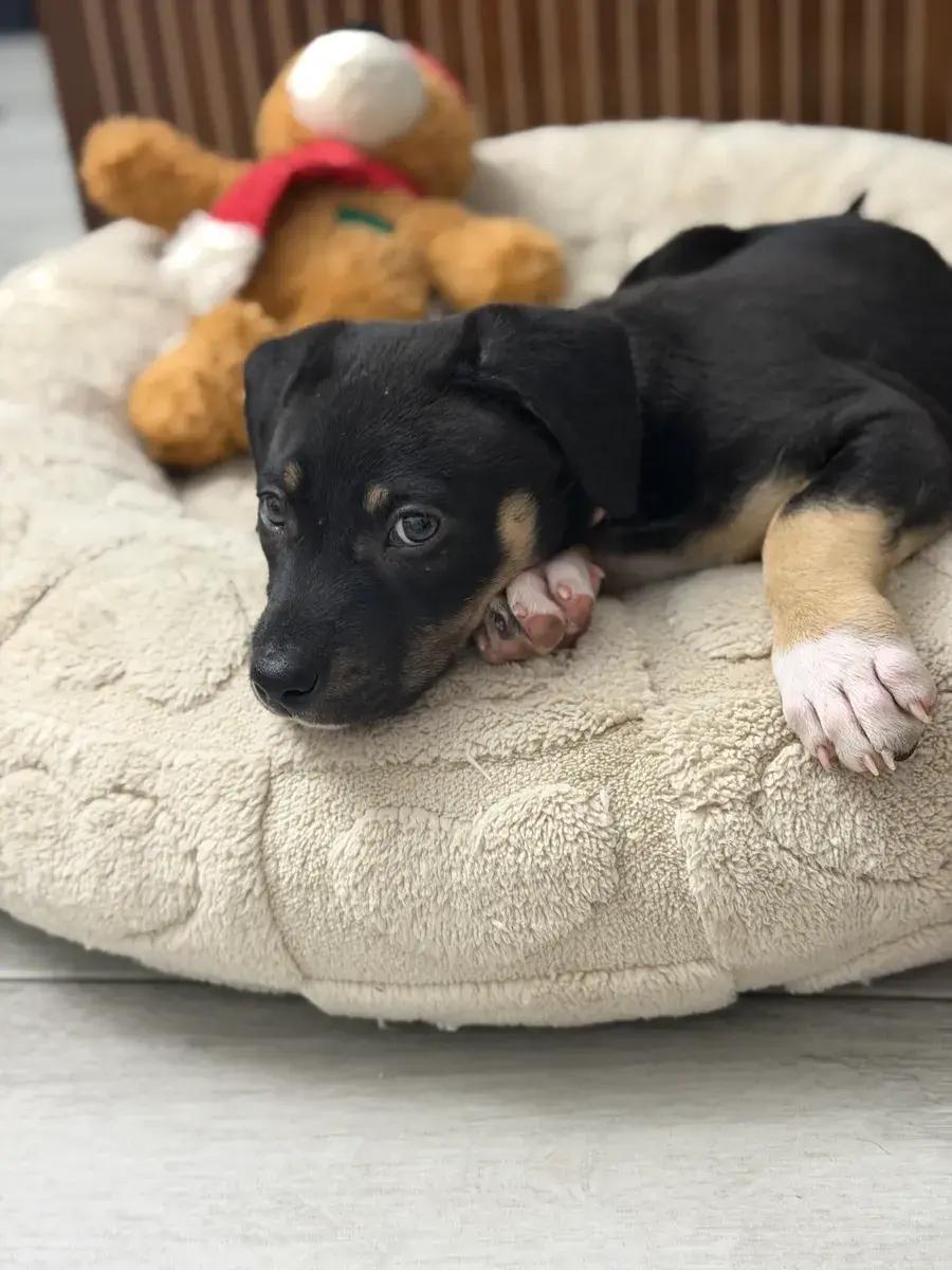 Palmer, ADOPTABLE, Puppy Female German Shepherd Dog.