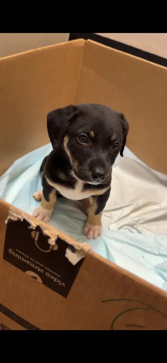 Palmer, a ADOPTABLE mixed breed in Polk, OH image 5/6