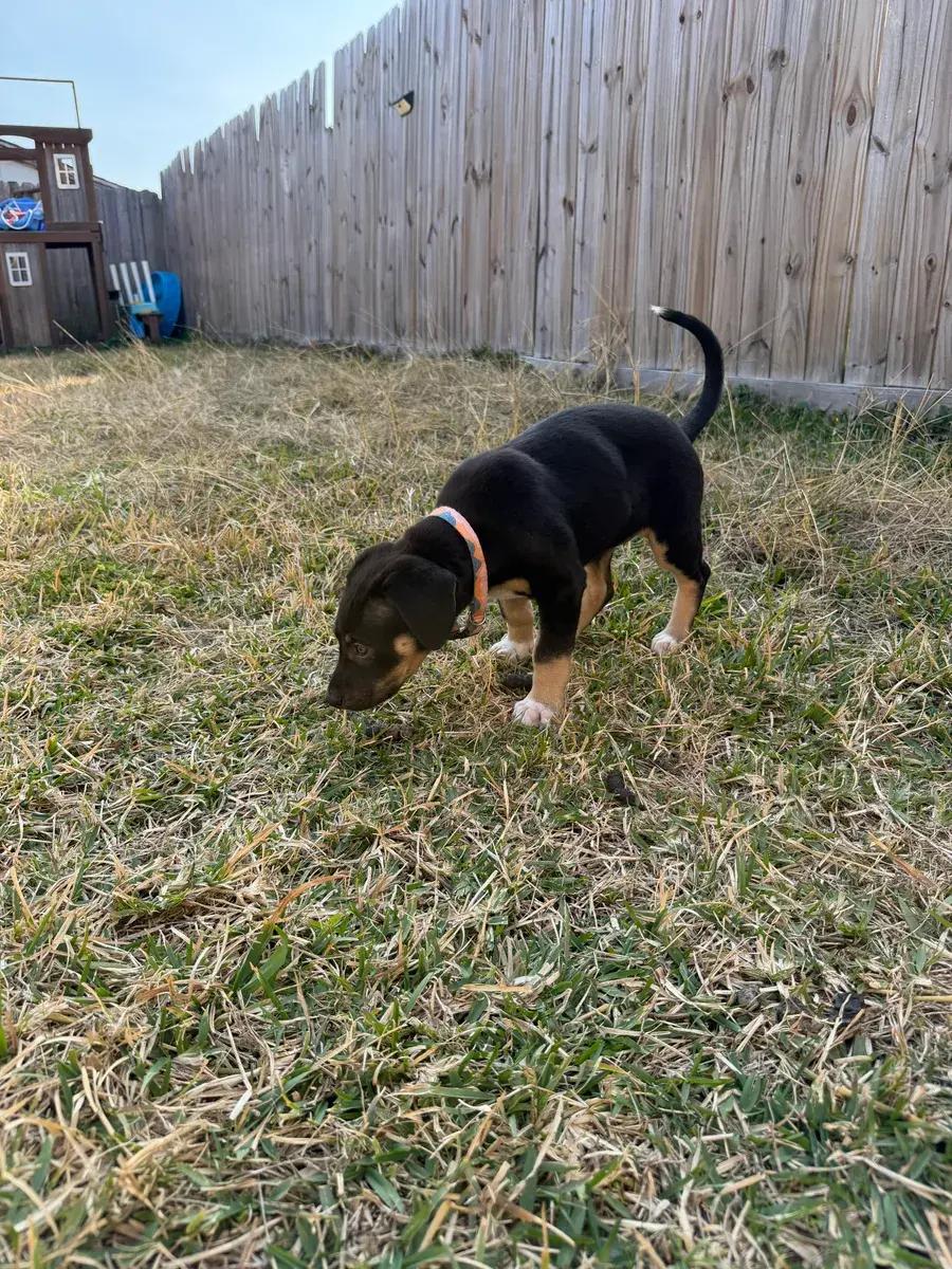 Palmer, a ADOPTABLE mixed breed in Polk, OH image 3/6