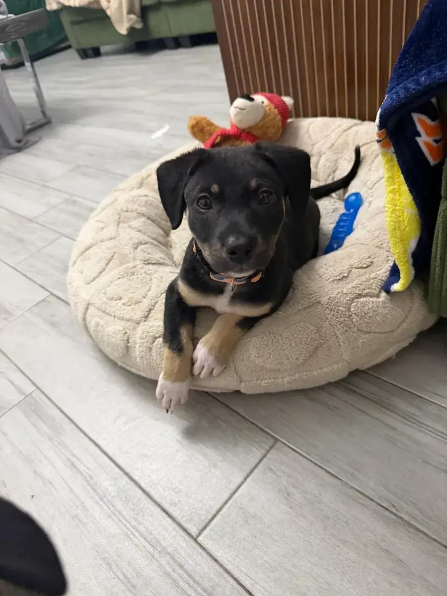 Palmer, a ADOPTABLE mixed breed in Polk, OH image 6/6