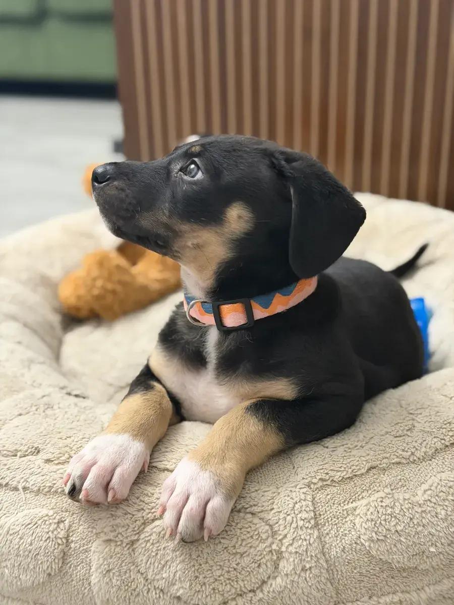 Palmer, a ADOPTABLE mixed breed in Polk, OH image 2/6