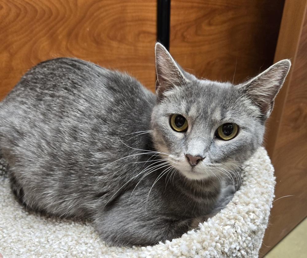 Enlarge Eileen, a Adoptable mixed breed in Wheaton, IL image 1/2