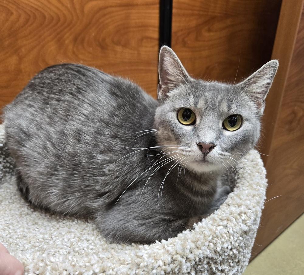 Enlarge Eileen, a Adoptable mixed breed in Wheaton, IL image 2/2