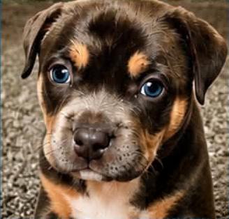Enlarge LIZZY - Needs a forever home, an adopted mixed breed in Birmingham, MI image 3/3