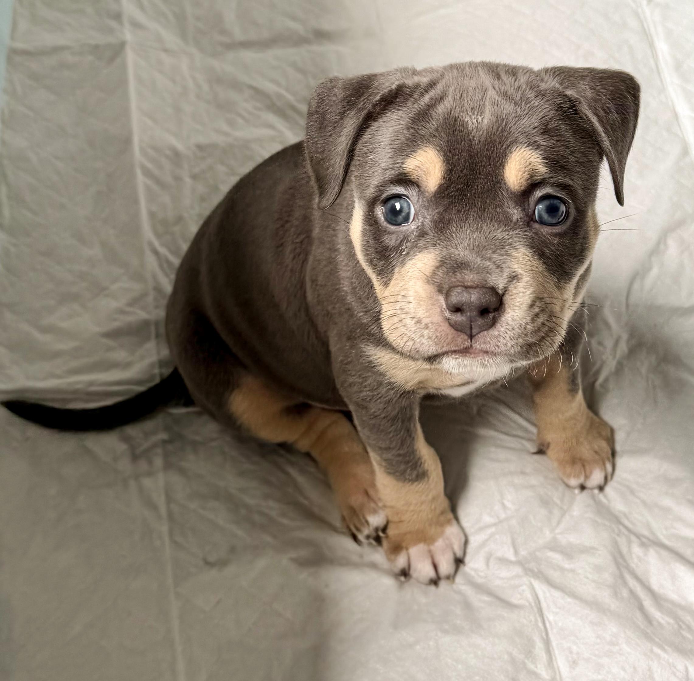 Enlarge LIZZY - Needs a forever home, an adopted mixed breed in Birmingham, MI image 2/3