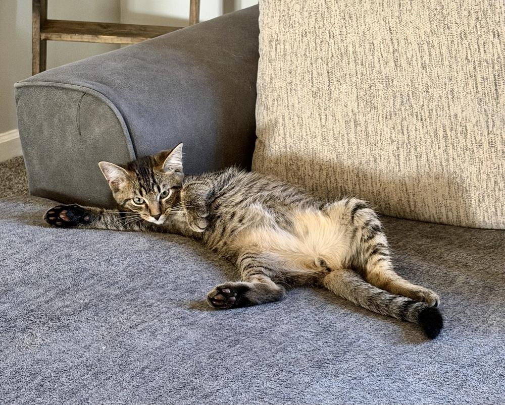 Greek boys : Cirus, Adoptable, Kitten Male Domestic Short Hair.