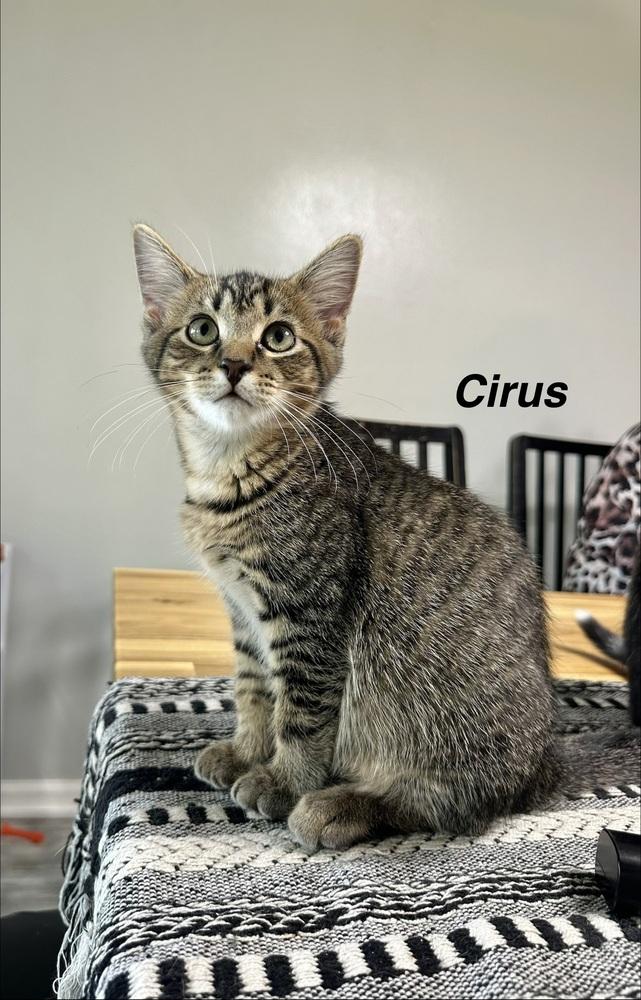 Enlarge Greek boys : Cirus, a Adoptable Domestic Short Hair in Aurora, IN image 2/3