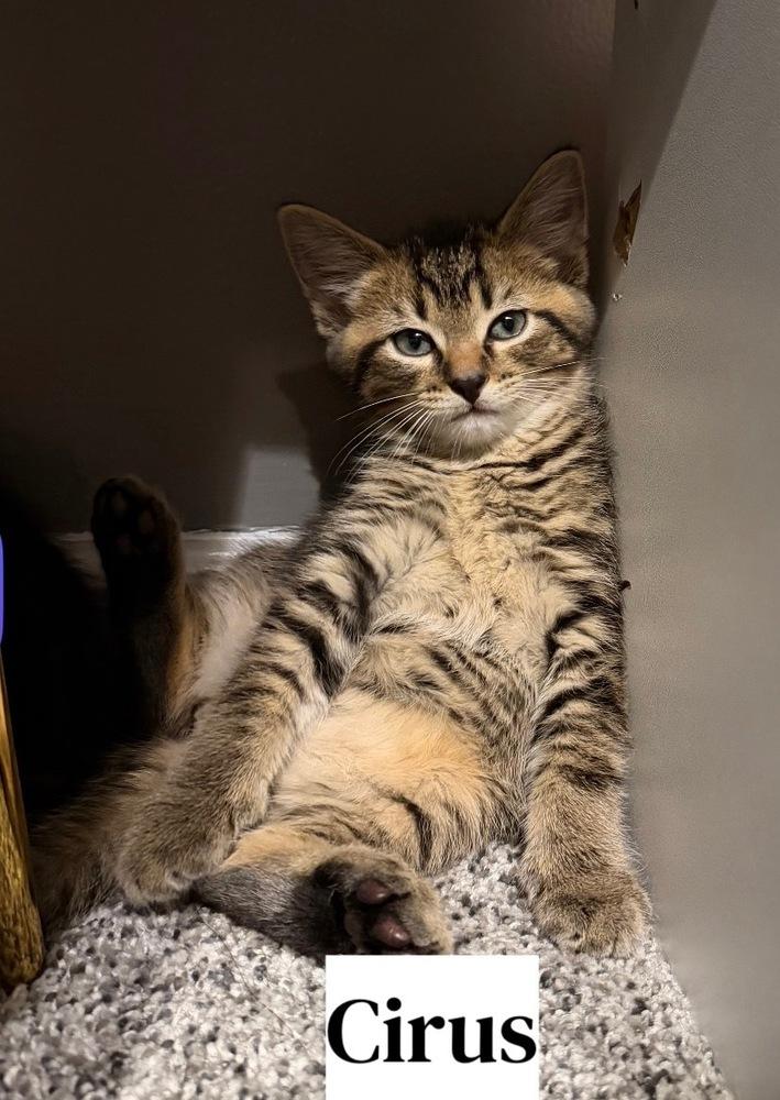 Enlarge Greek boys : Cirus, a Adoptable Domestic Short Hair in Aurora, IN image 3/3