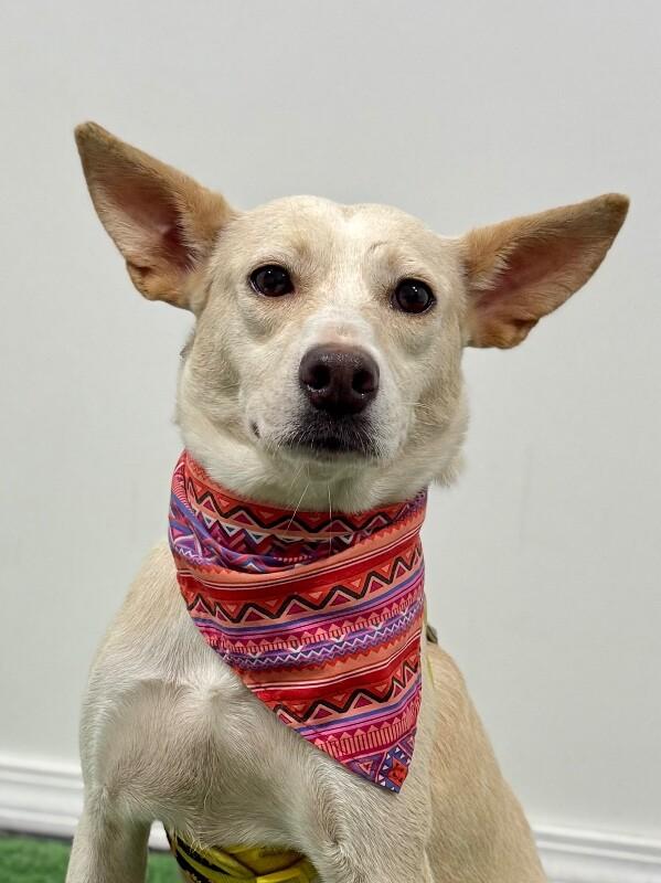 Caroline, adopted, Young Female Spaniel & Basenji.