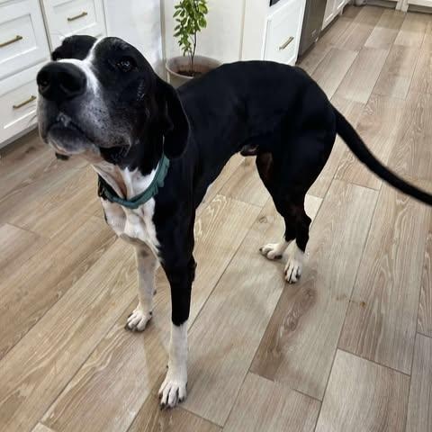 Enlarge Milo, a Adoptable Great Dane in OREM, UT image 5/6