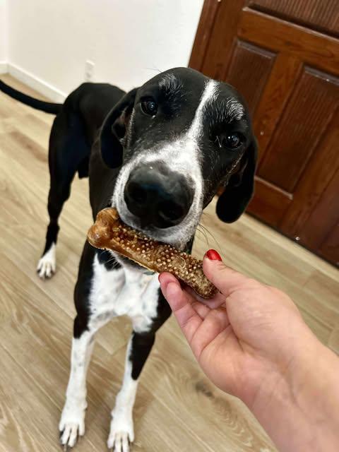 Enlarge Milo, a Adoptable Great Dane in Edinburg, TX image 4/6