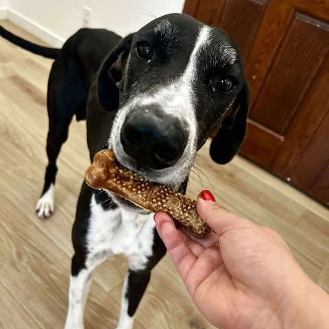 Enlarge Milo, a Adoptable Great Dane in OREM, UT image 4/6