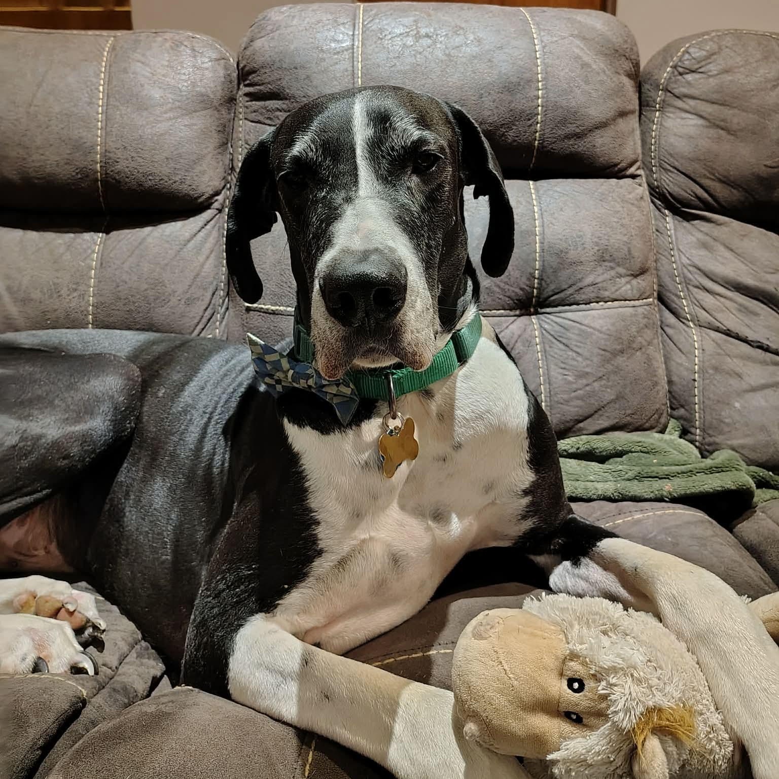 Enlarge Milo, a Adoptable Great Dane in OREM, UT image 6/6