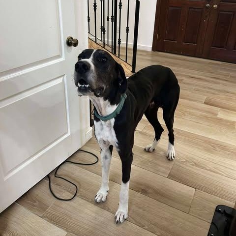 Enlarge Milo, a Adoptable Great Dane in OREM, UT image 2/6