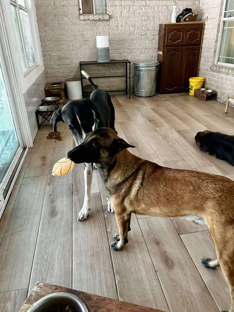 Enlarge Milo, a Adoptable Great Dane in Edinburg, TX image 6/6