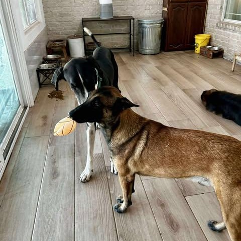 Enlarge Milo, a Adoptable Great Dane in OREM, UT image 6/6