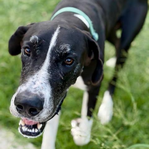 Milo, Adoptable, Adult Male Great Dane.