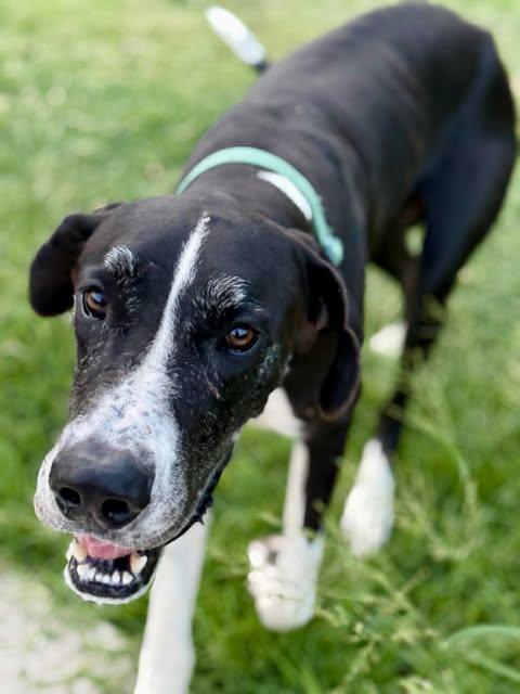 Enlarge Milo, a Adoptable Great Dane in Edinburg, TX image 2/6