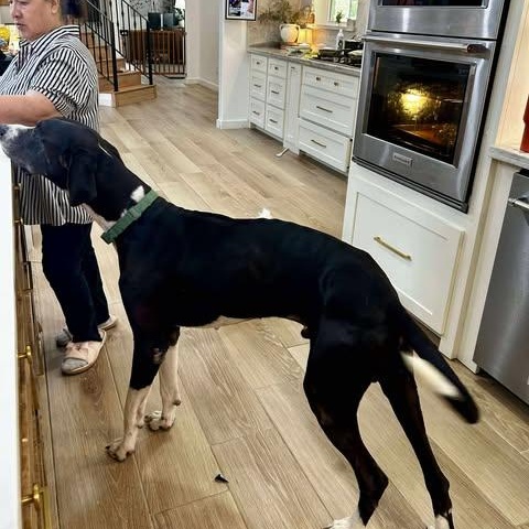 Enlarge Milo, a Adoptable Great Dane in OREM, UT image 3/6