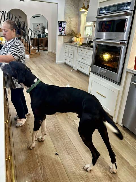 Enlarge Milo, a Adoptable Great Dane in Edinburg, TX image 3/6