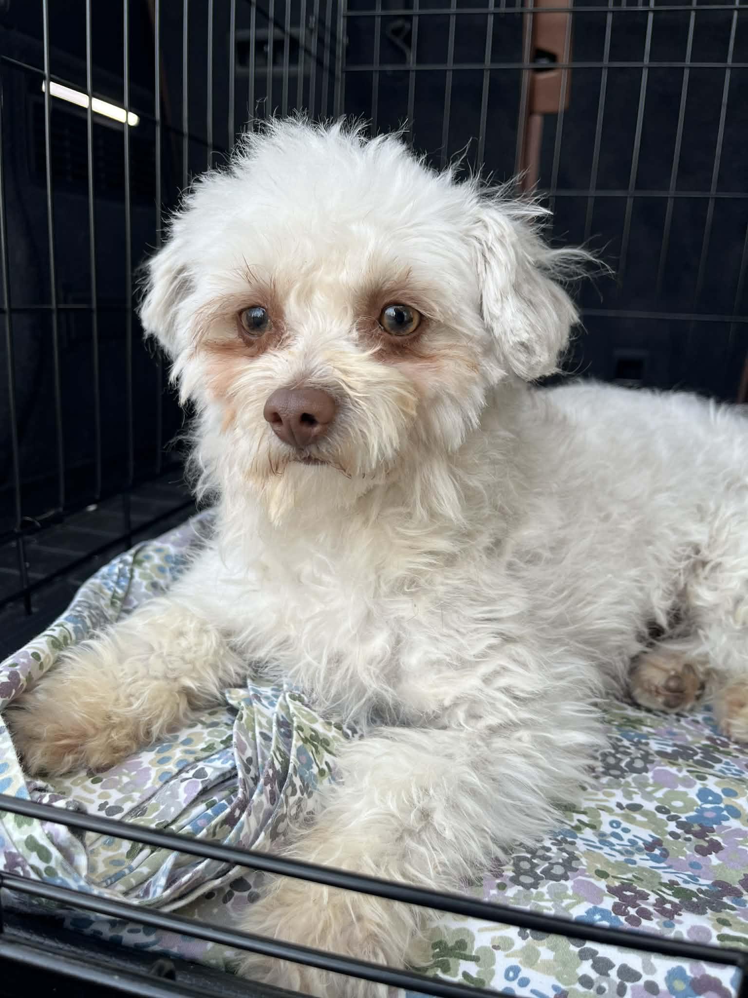 Cece, ADOPTABLE, Young Female Poodle (Toy).