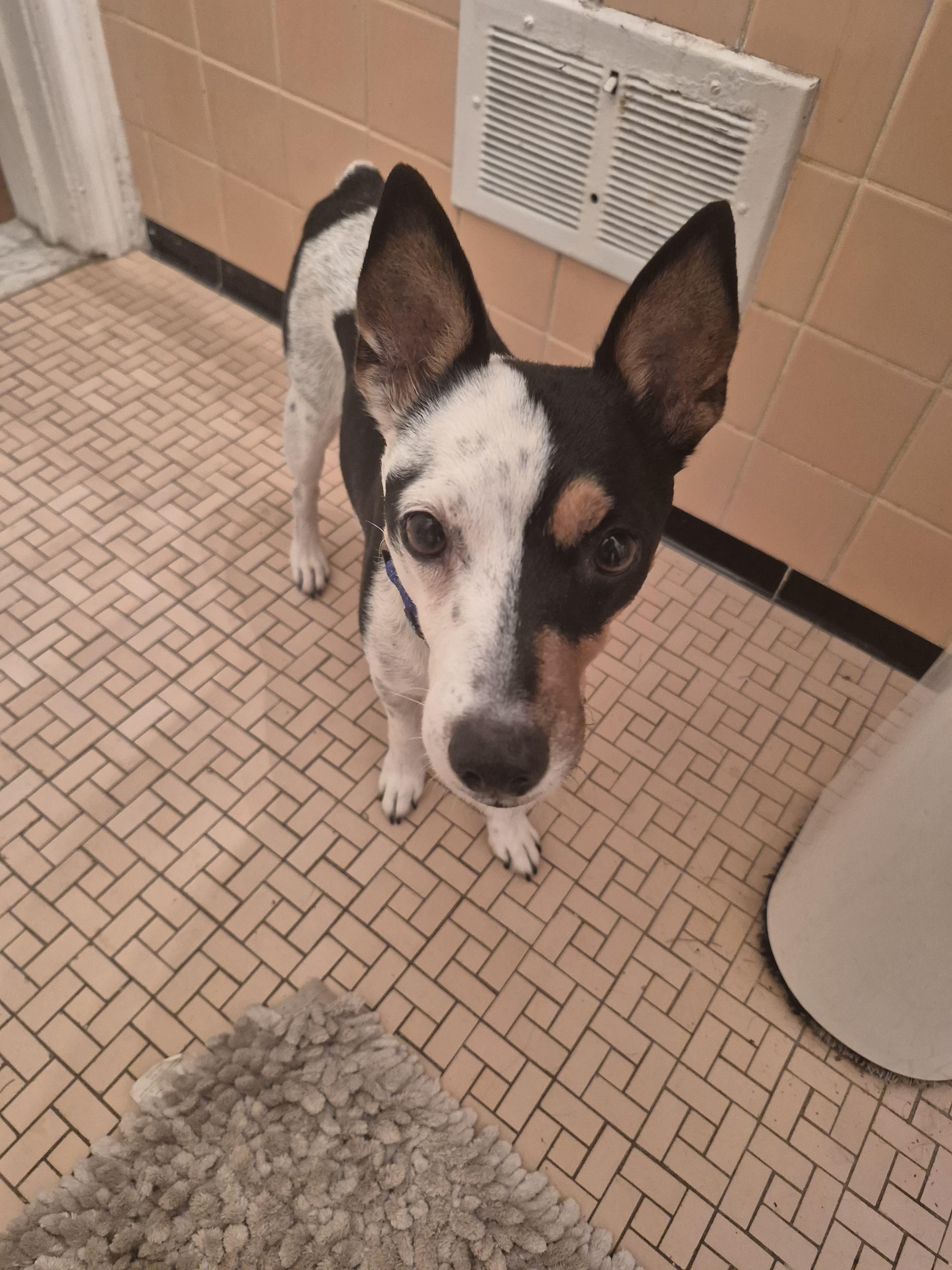 Enlarge Rocco, a ADOPTABLE mixed breed in Berkley, MI image 5/5