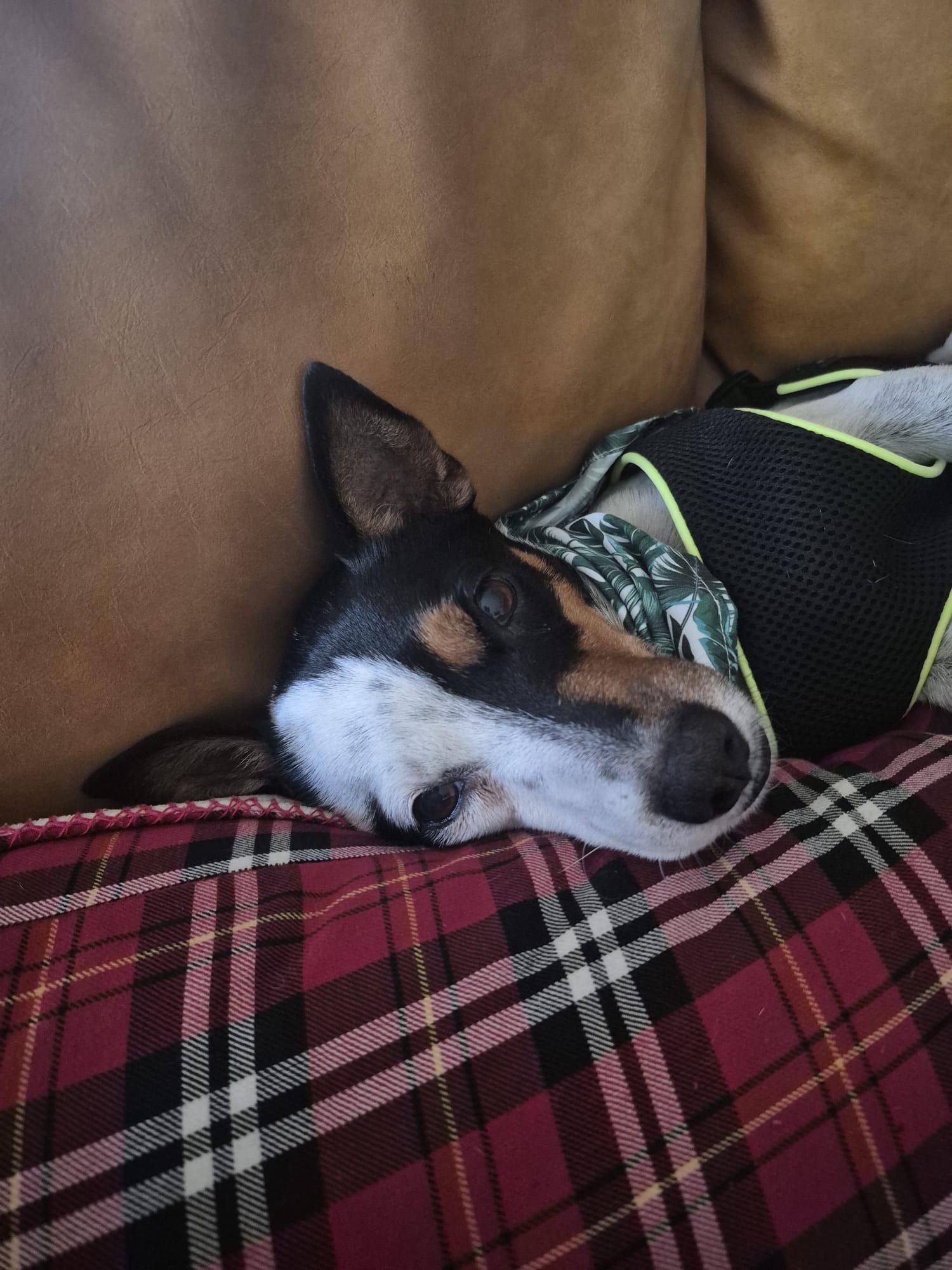 Rocco, ADOPTABLE, Adult Male Toy Fox Terrier & Rat Terrier.