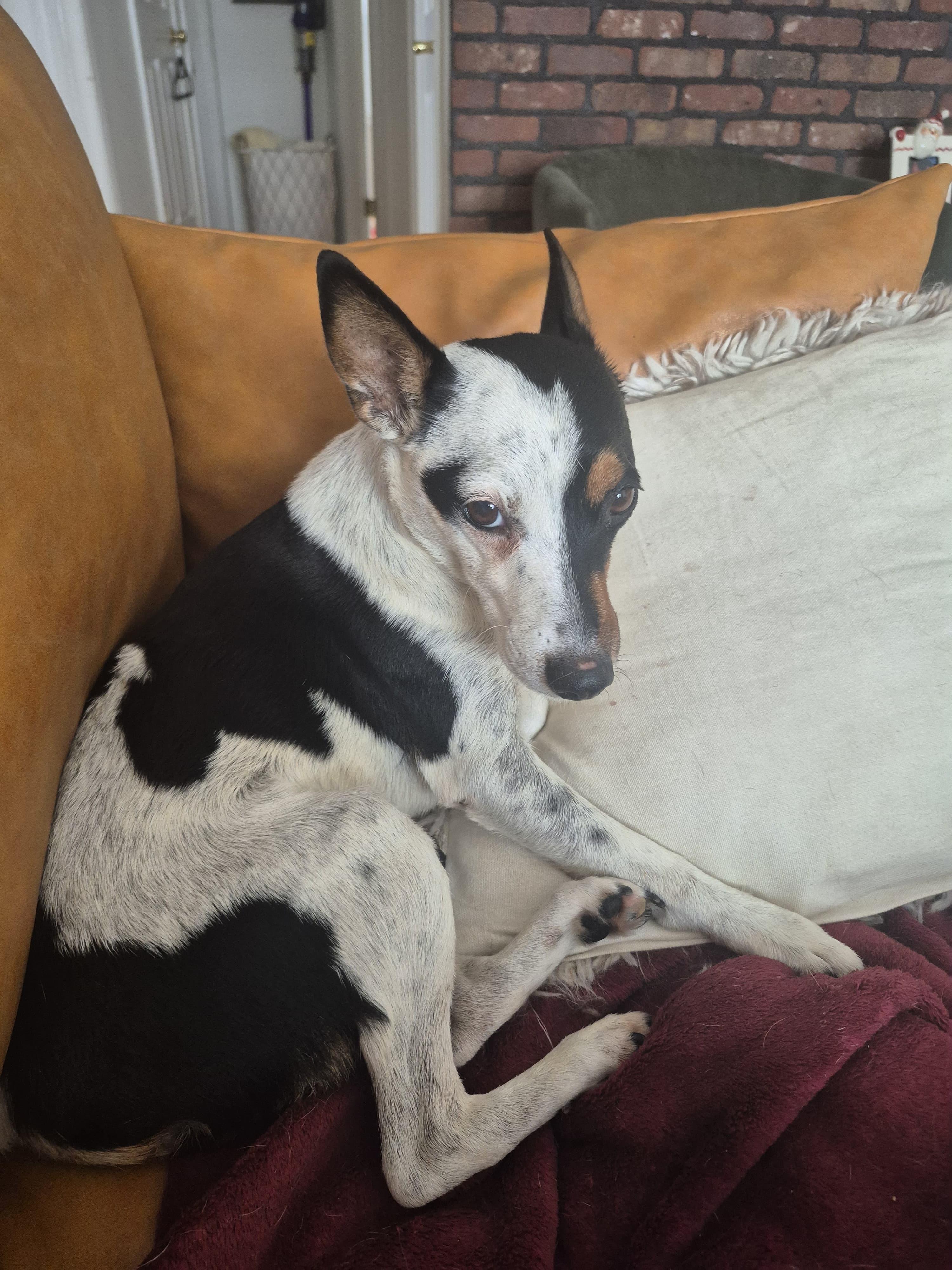 Enlarge Rocco, a ADOPTABLE mixed breed in Berkley, MI image 2/5