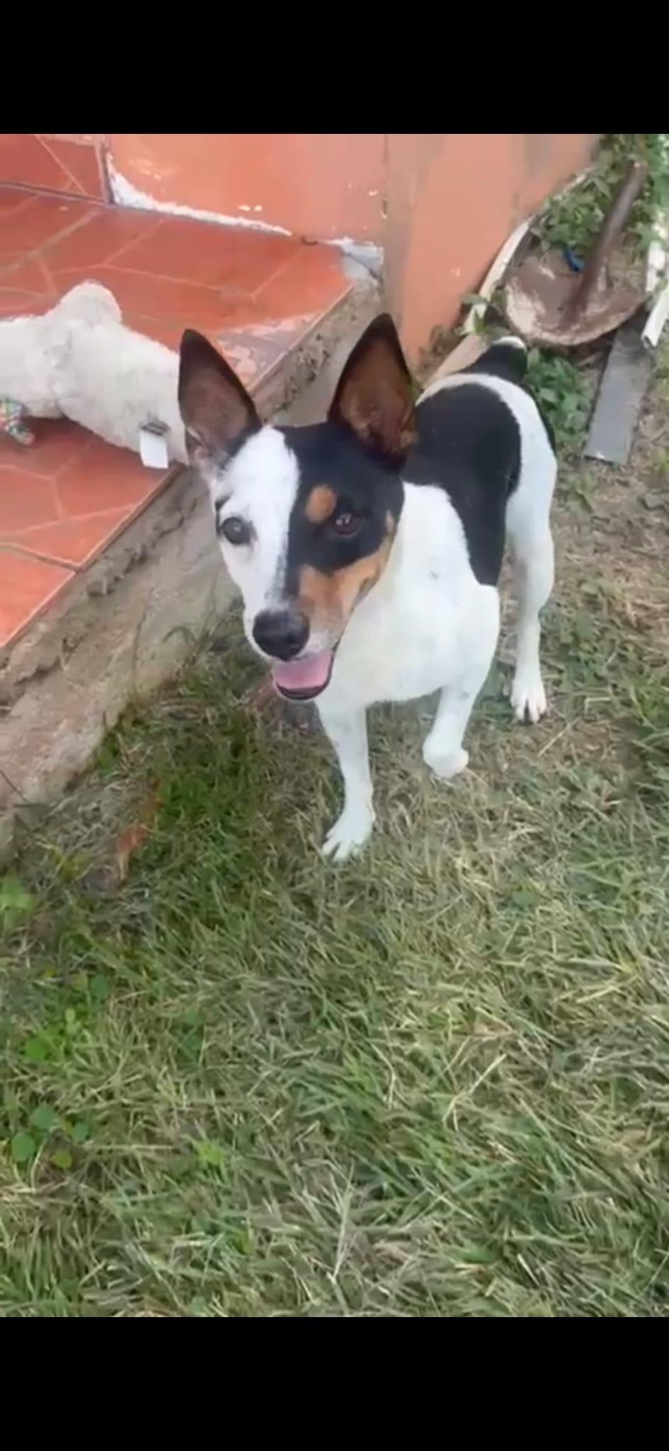 Enlarge Rocco, a ADOPTABLE mixed breed in Berkley, MI image 3/5