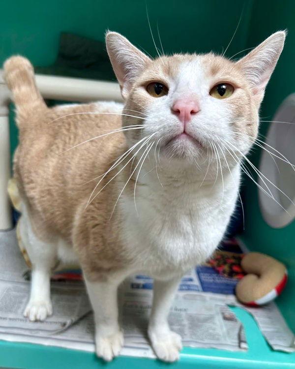 Enlarge Tuna 296235, a Adoptable Domestic Short Hair in Petaluma, CA image 2/3