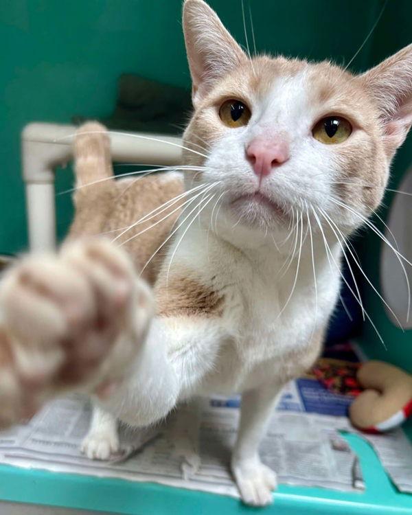 Enlarge Tuna 296235, a Adoptable Domestic Short Hair in Petaluma, CA image 3/3