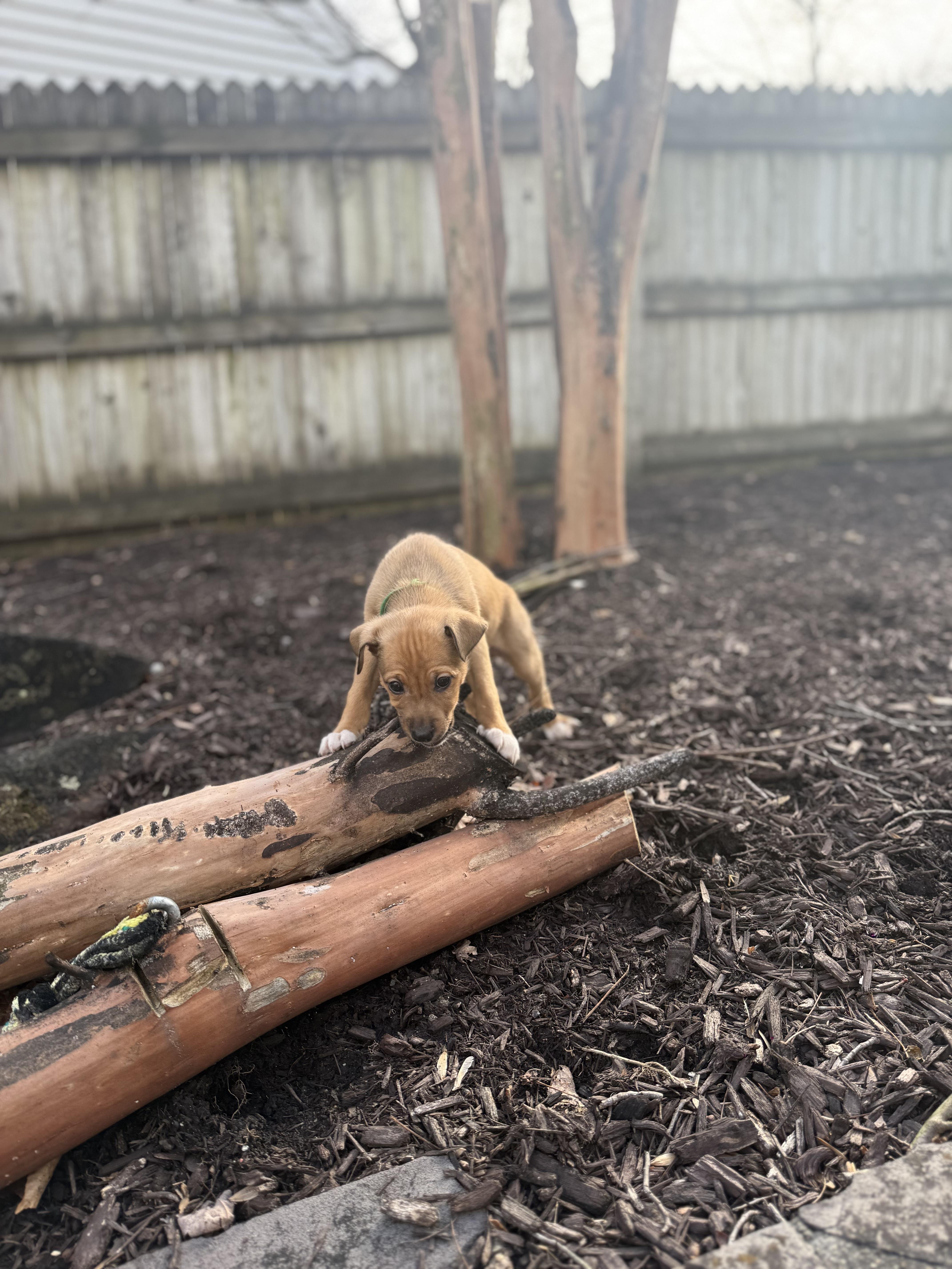 Enlarge Walnutta, a ADOPTABLE Mixed Breed in Columbia, MD image 5/5