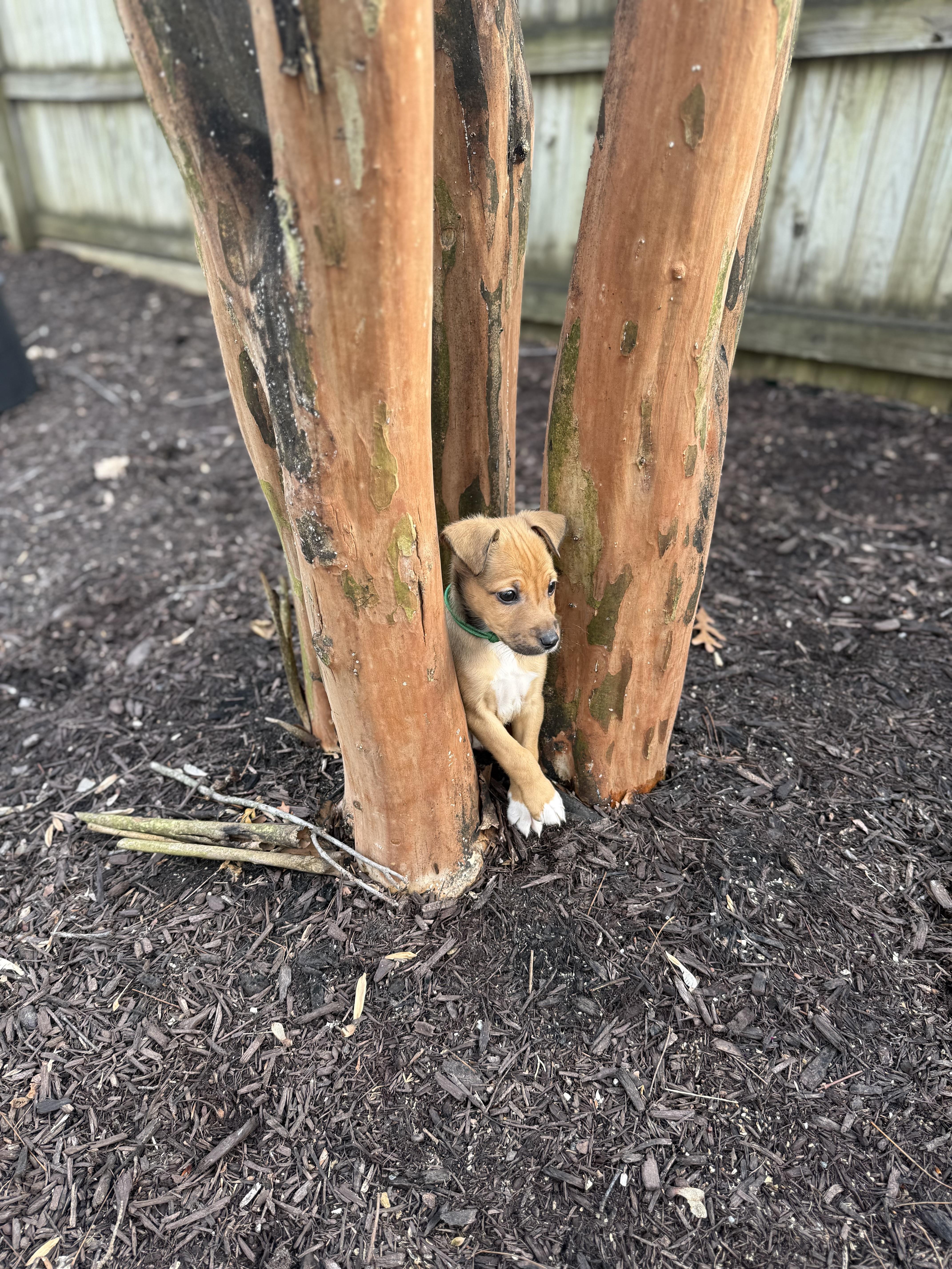 Enlarge Walnutta, a ADOPTABLE Mixed Breed in Columbia, MD image 4/5