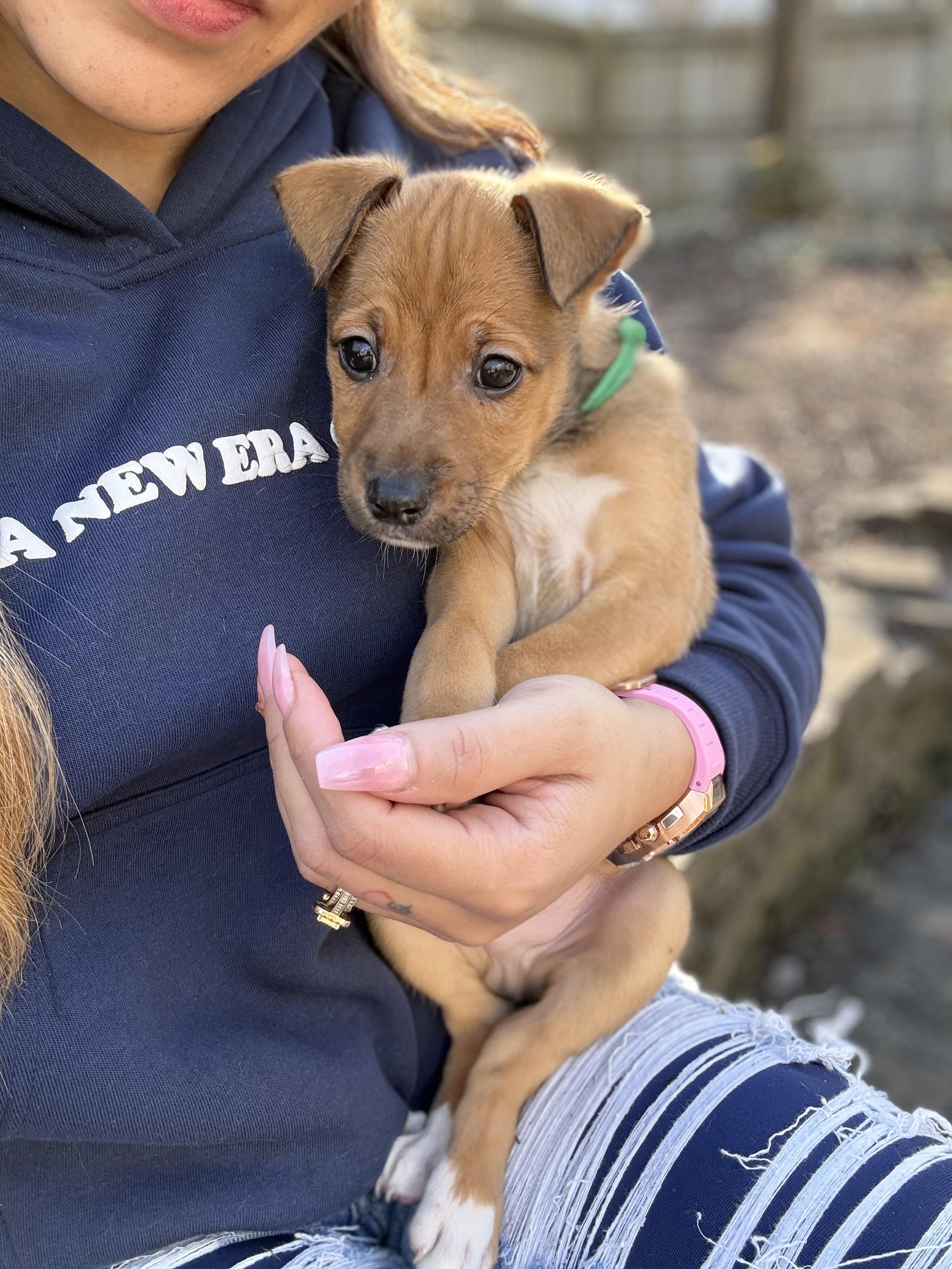 Enlarge Walnutta, a ADOPTABLE Mixed Breed in Columbia, MD image 3/5