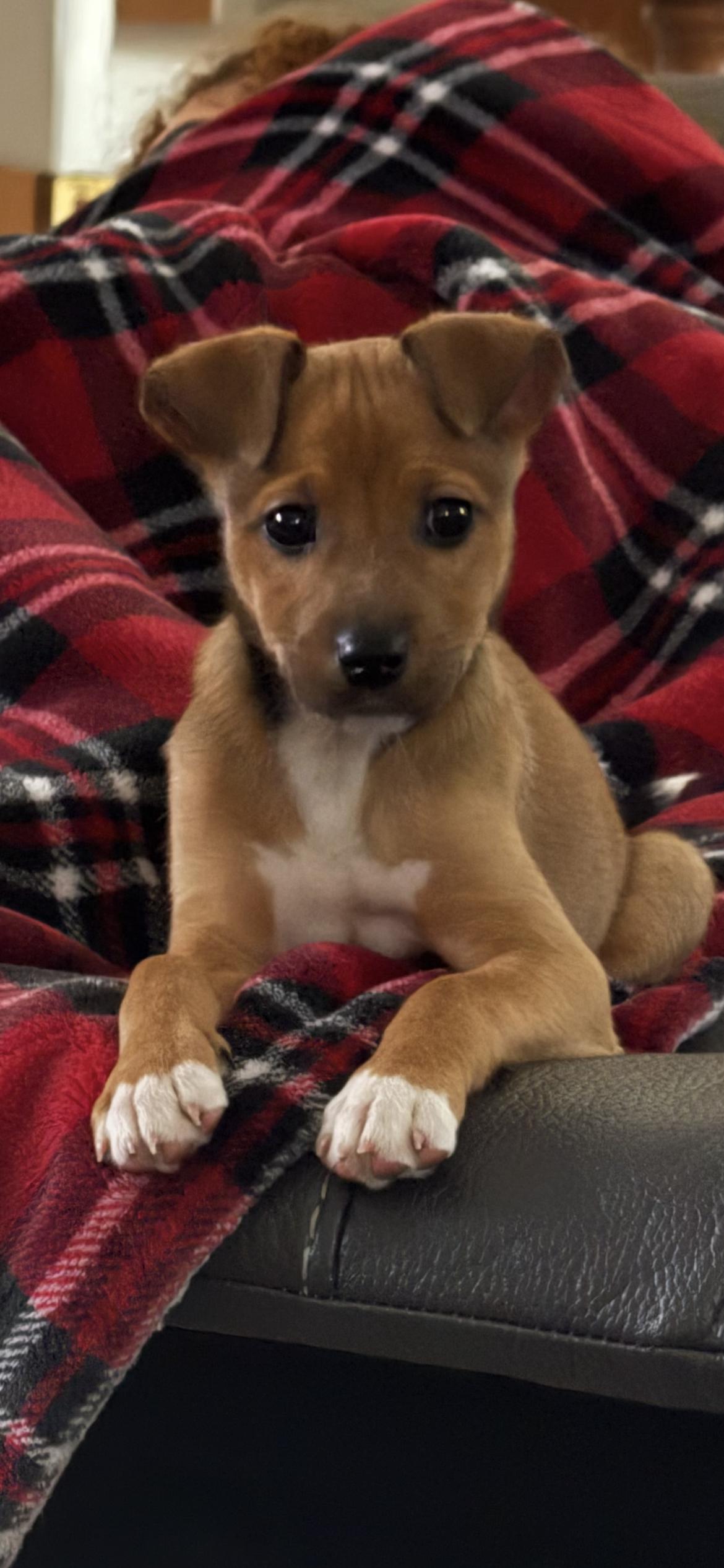 Enlarge Walnutta, a ADOPTABLE Mixed Breed in Columbia, MD image 2/5