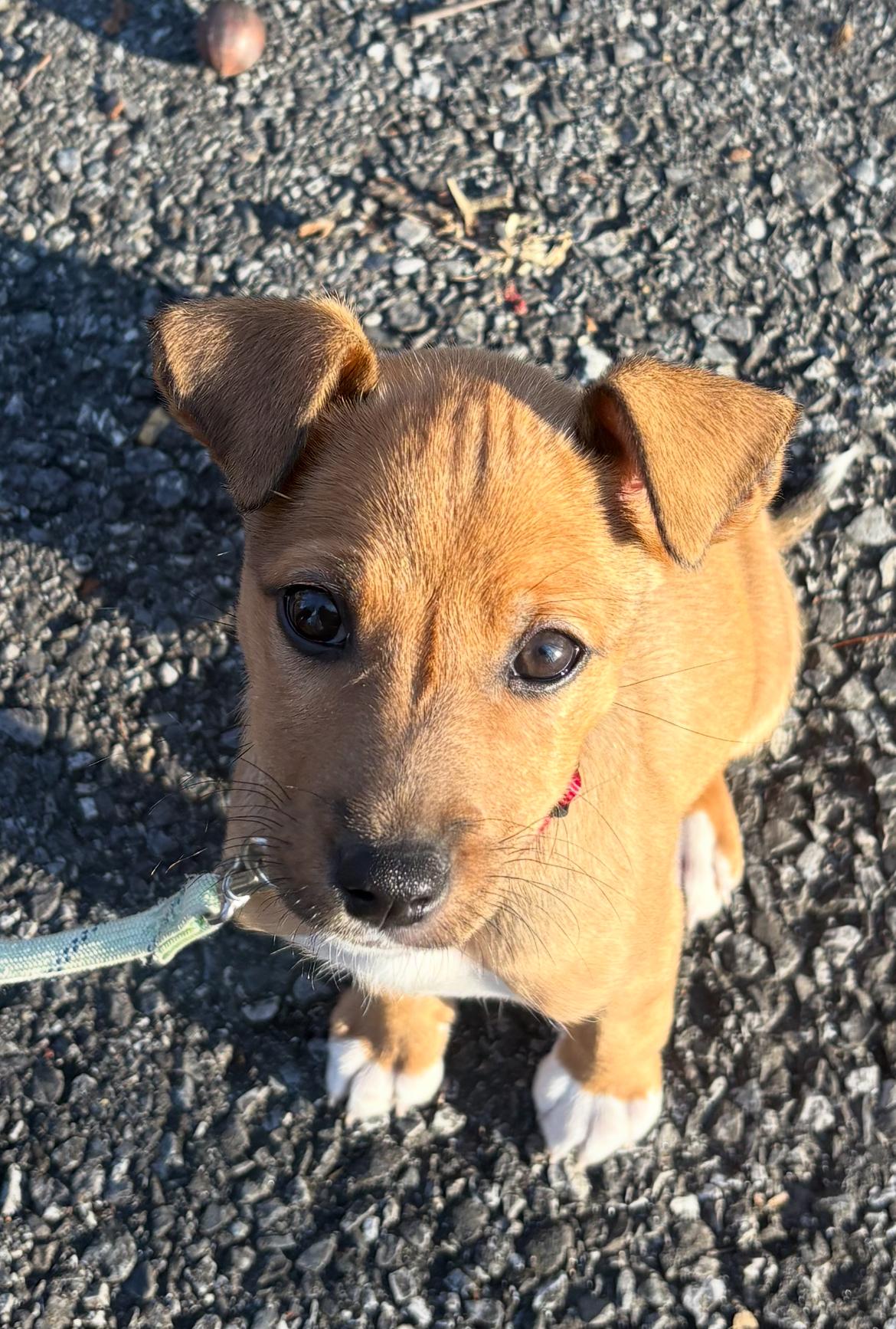 Enlarge Walnutta, a ADOPTABLE Mixed Breed in Columbia, MD image 1/5