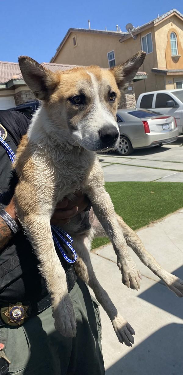 Jr, Adoptable, Young Male Shepherd & Pit Bull Terrier.