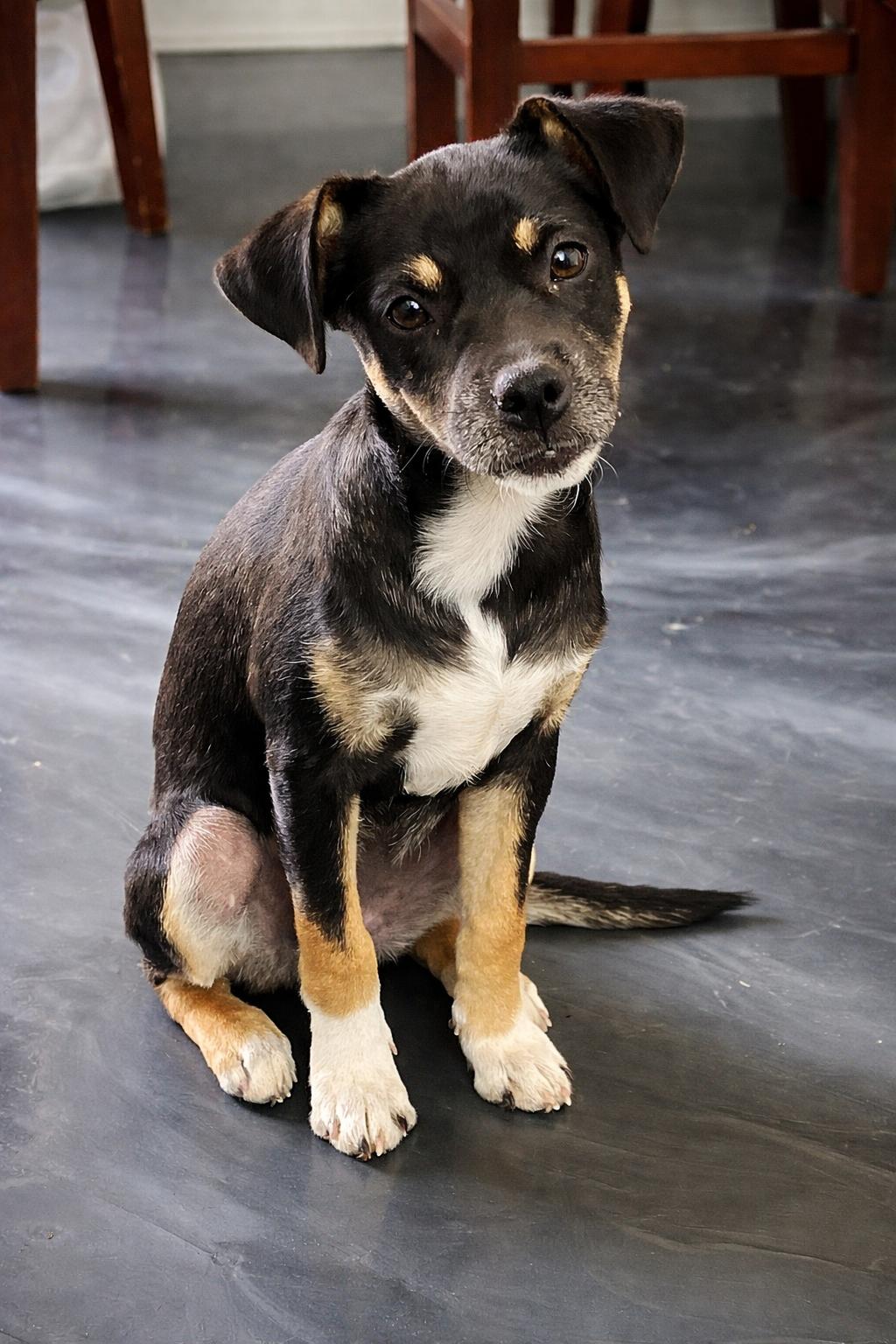 Emma, adopted, Puppy Female Labrador Retriever & Miniature Pinscher.