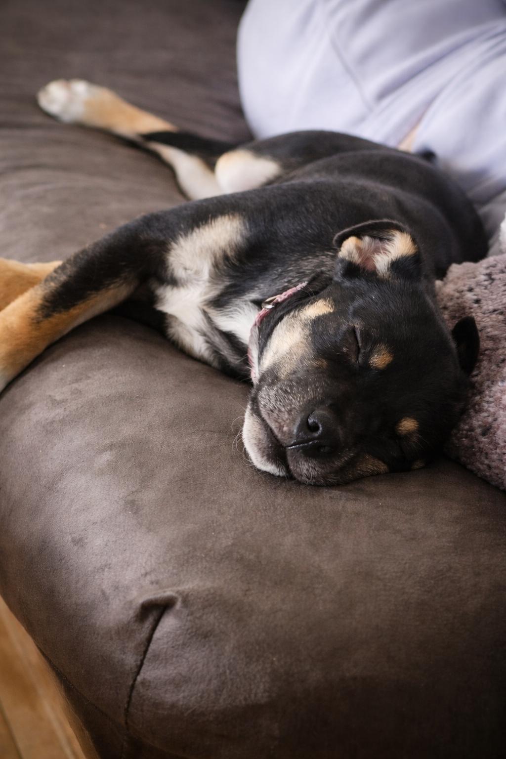Enlarge Emma, an adopted mixed breed in Littleton, CO image 3/3
